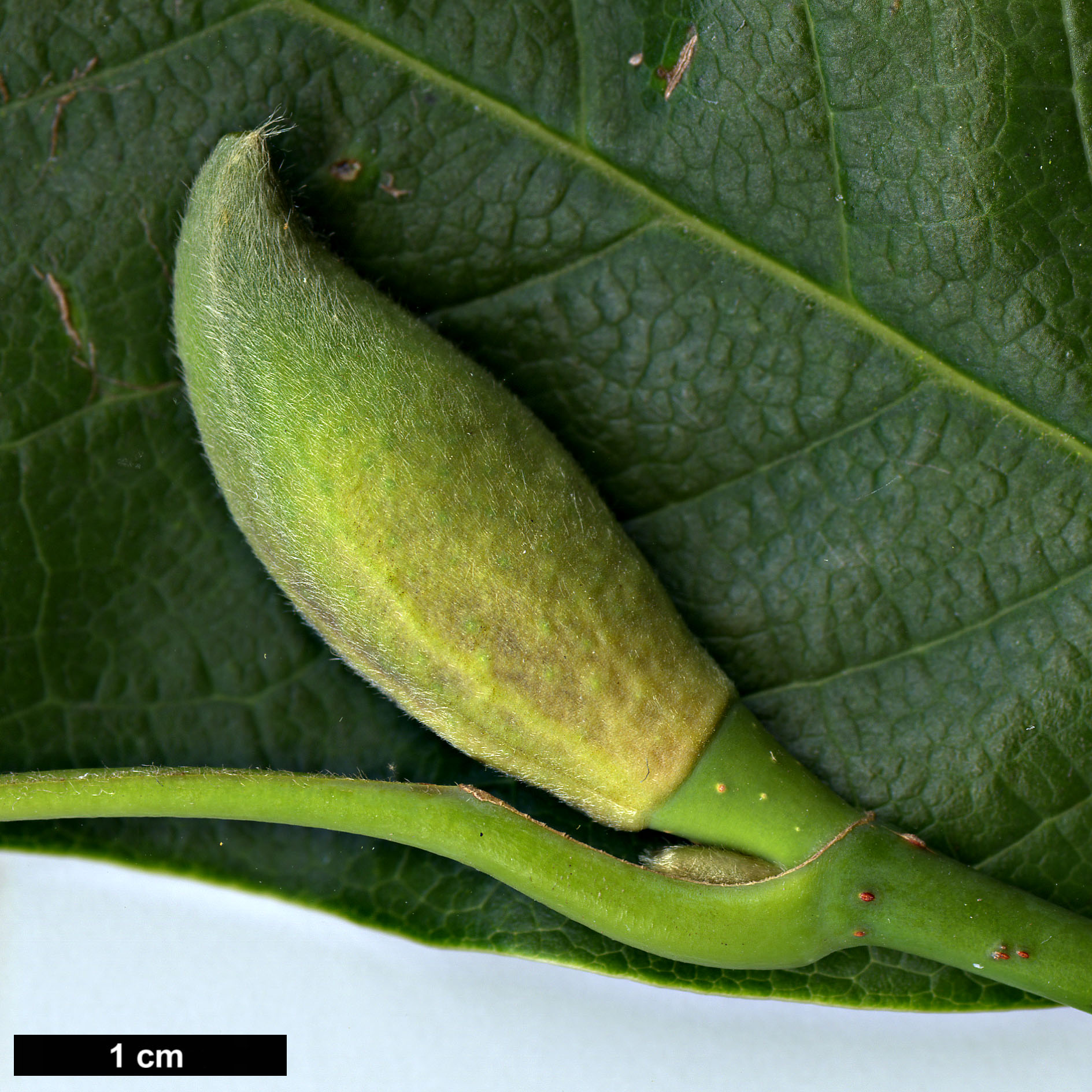 High resolution image: Family: Magnoliaceae - Genus: Magnolia - Taxon: sprengeri - SpeciesSub: var. sprengeri